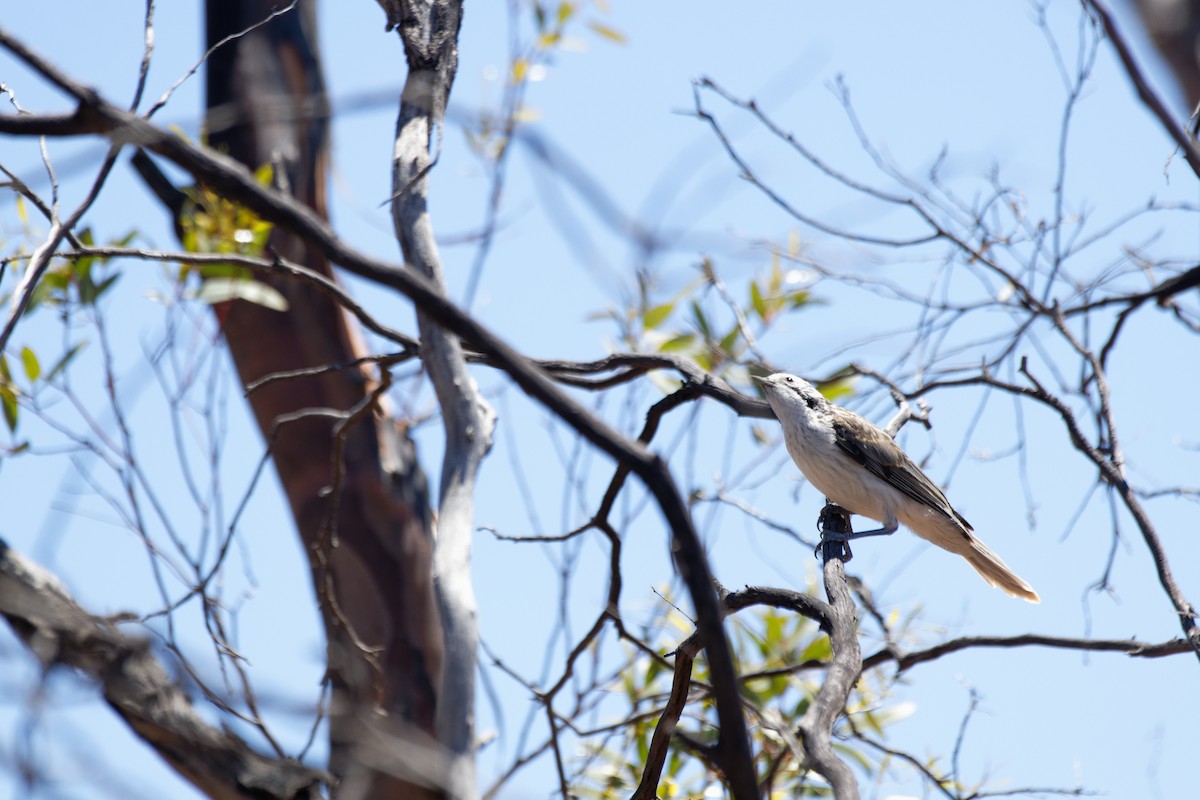 Striped Honeyeater - ML627948831