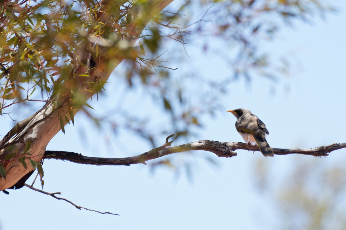 Yellow-throated x Black-eared Miner (hybrid) - ML627948832
