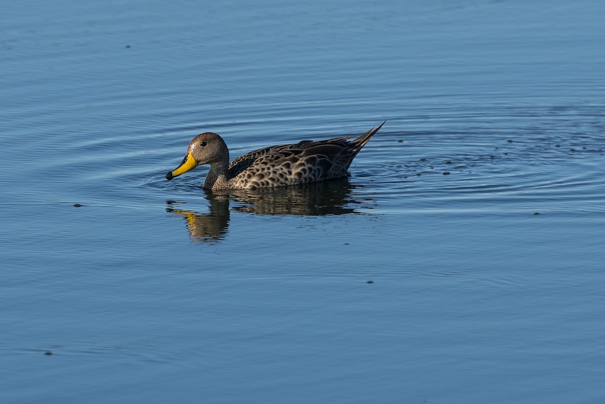 Yellow-billed Pintail - ML627948836