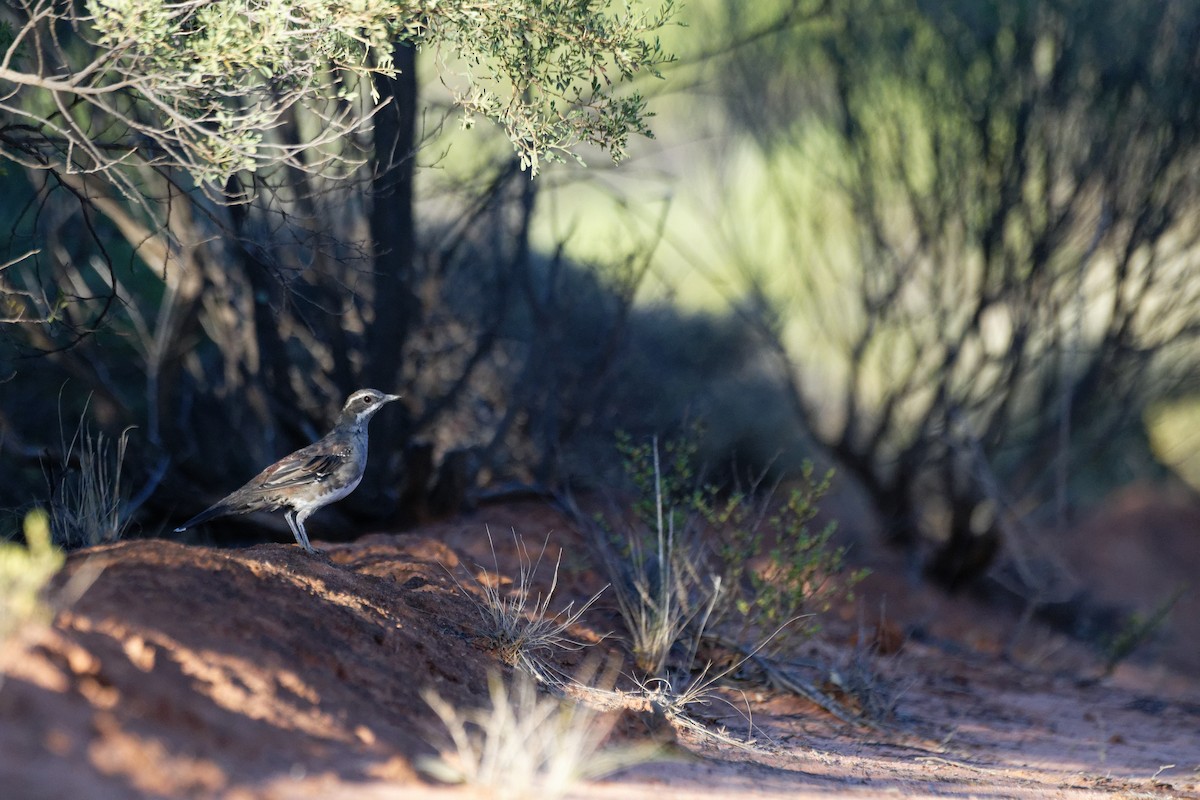 Chestnut Quail-thrush - ML627948843