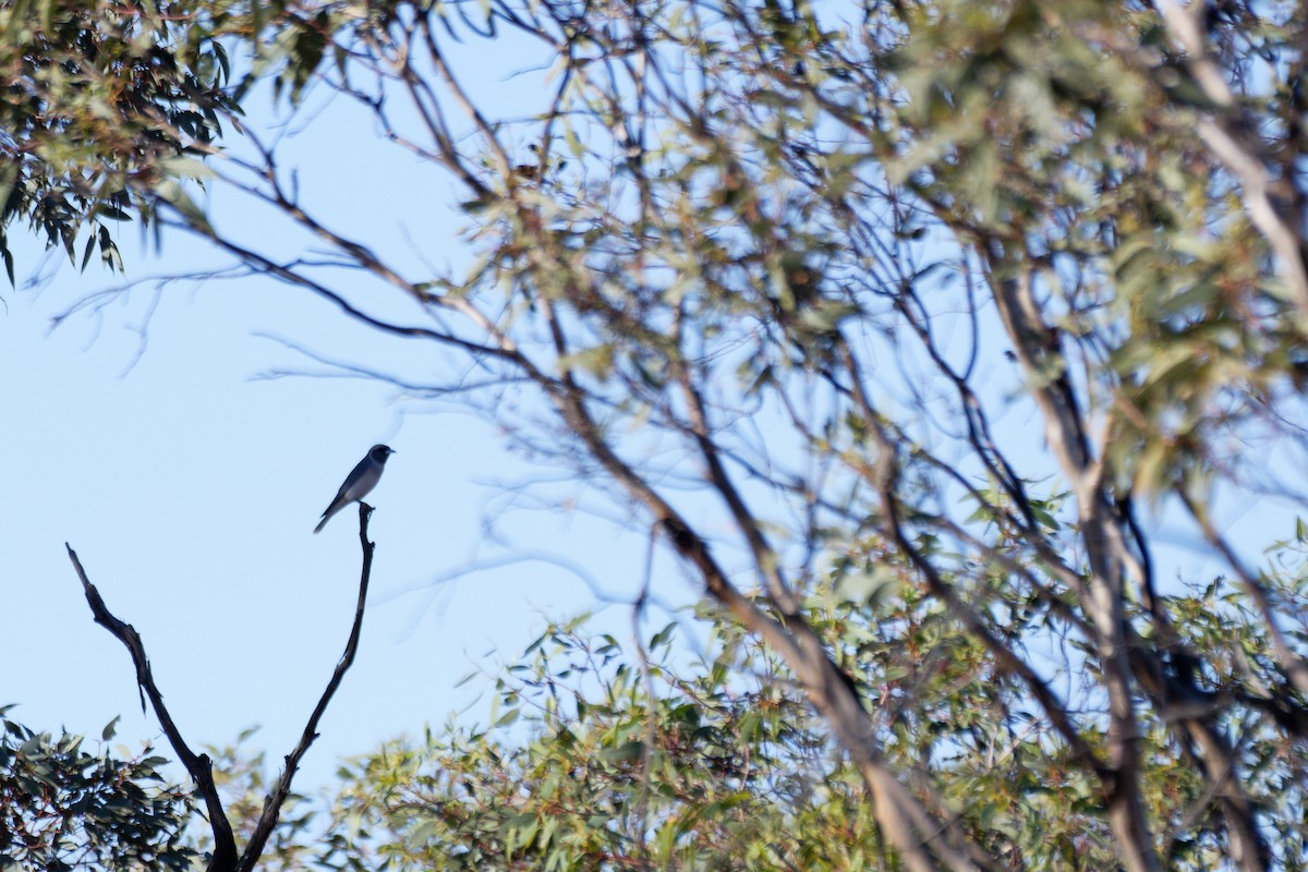 Masked Woodswallow - ML627948848