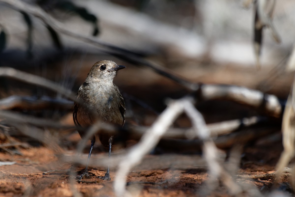 Southern Scrub-Robin - ML627948857