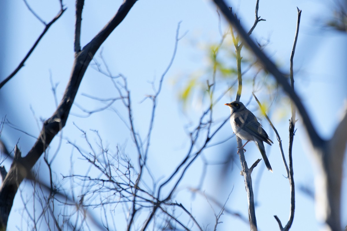 Yellow-throated x Black-eared Miner (hybrid) - ML627948866
