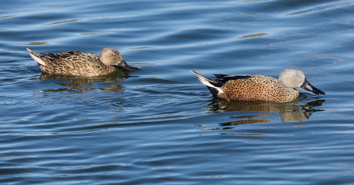 Red Shoveler - ML627948910