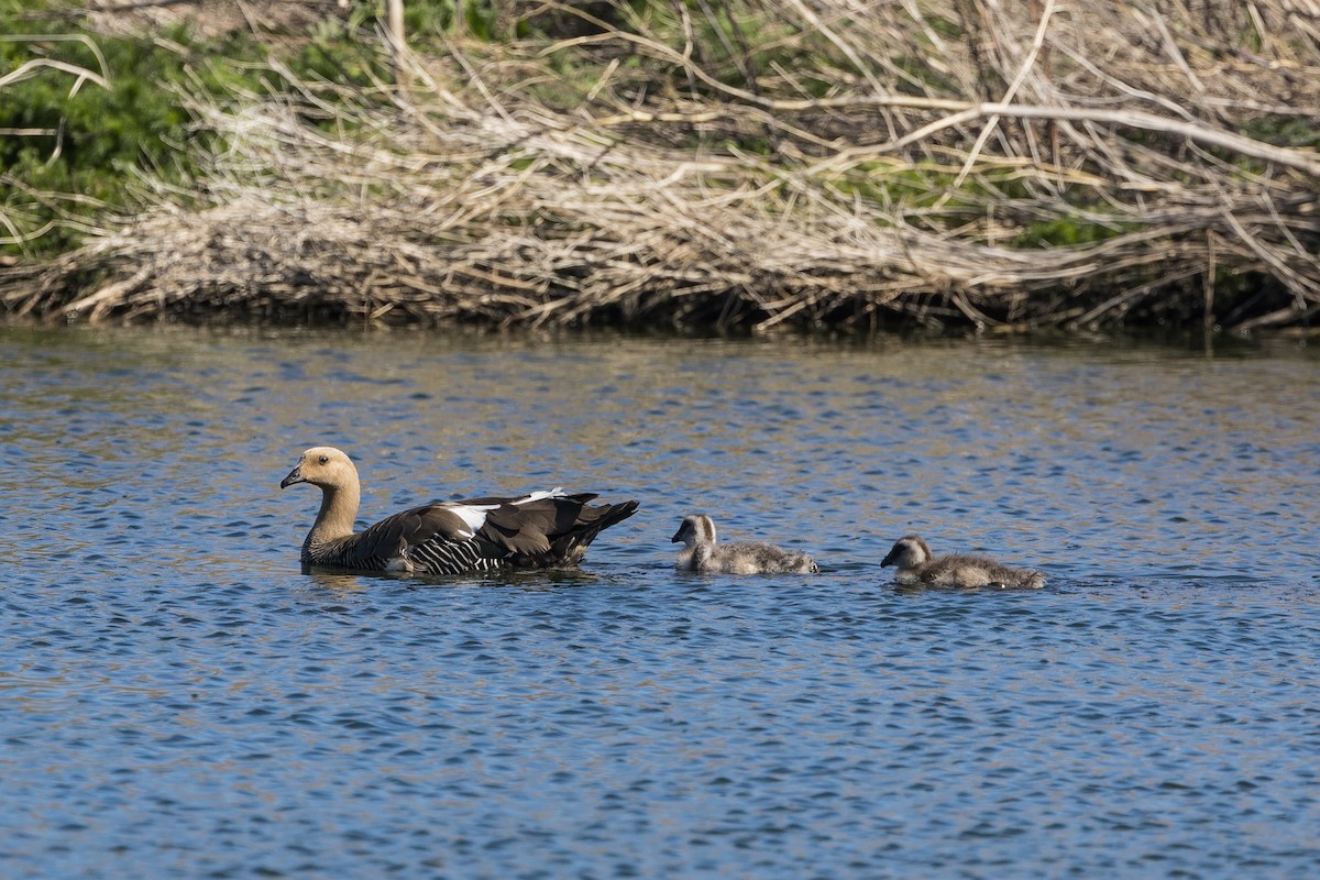 Upland Goose - ML627948919