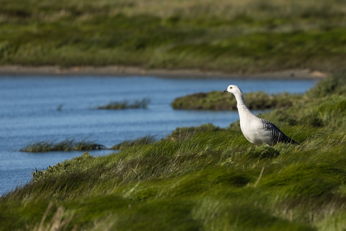 Upland Goose - ML627948920