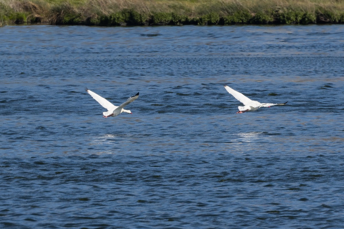 Coscoroba Swan - ML627948935