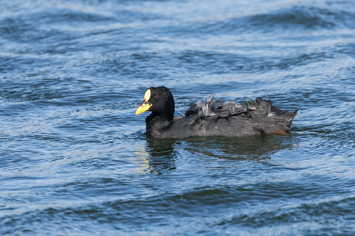 Red-gartered Coot - ML627948946