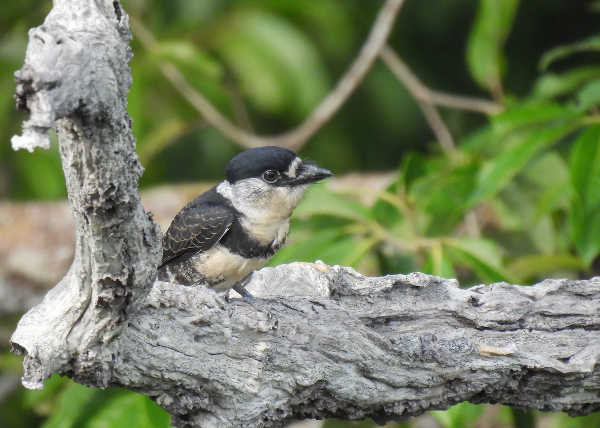 Guianan Puffbird - ML627948952