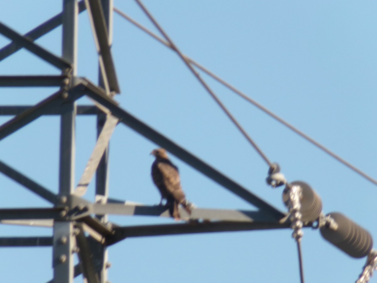 Common Buzzard (Western) - ML627948975