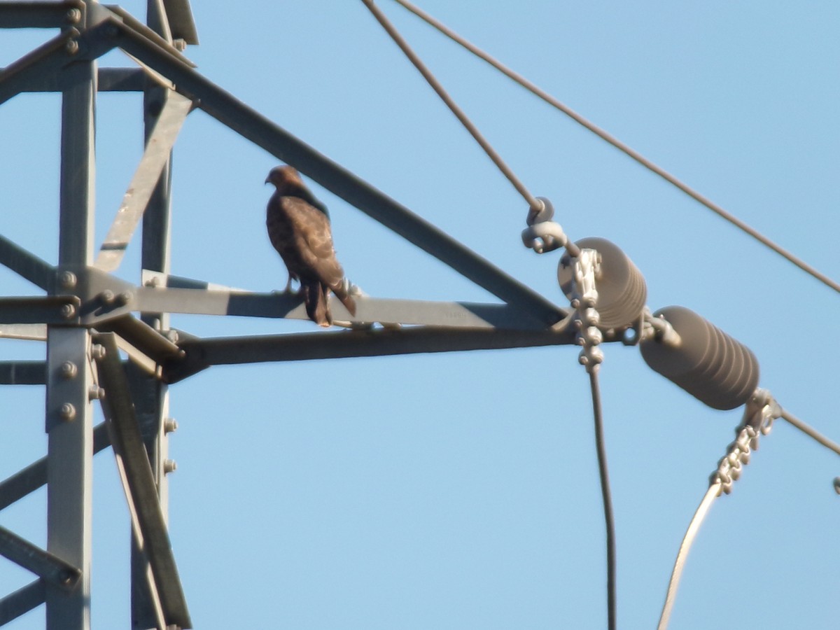 Common Buzzard (Western) - ML627948976