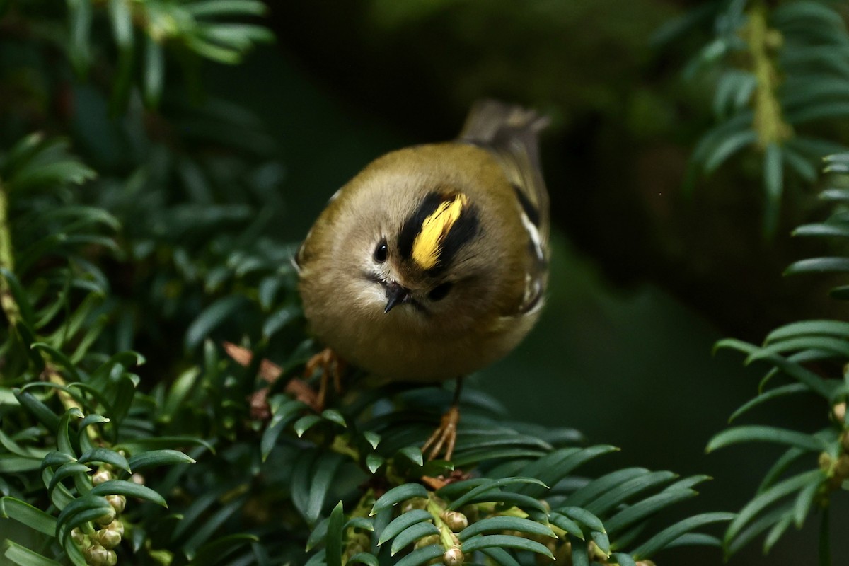 Шар мэлзэн задуулай - ML627948986