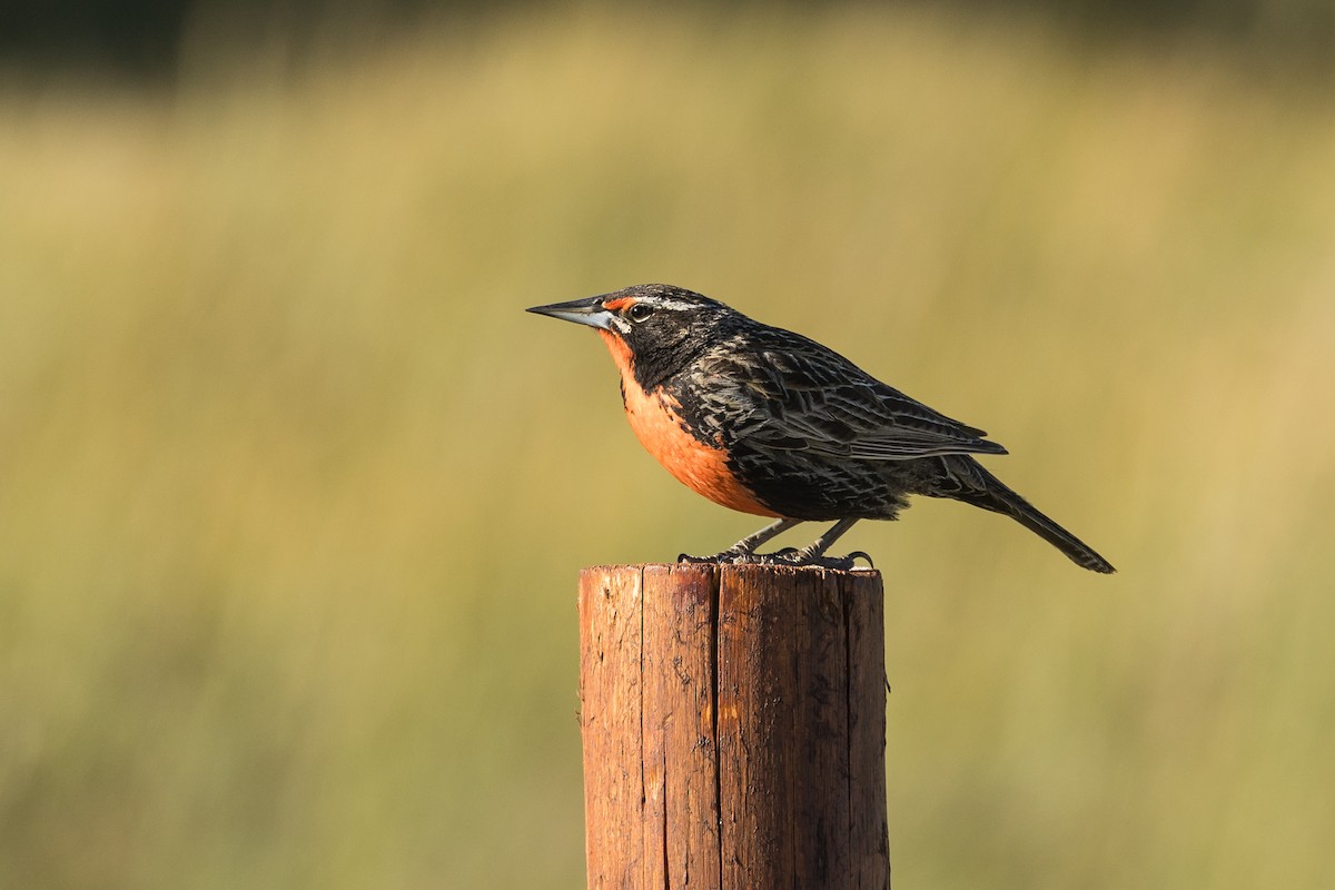 Long-tailed Meadowlark - ML627949109