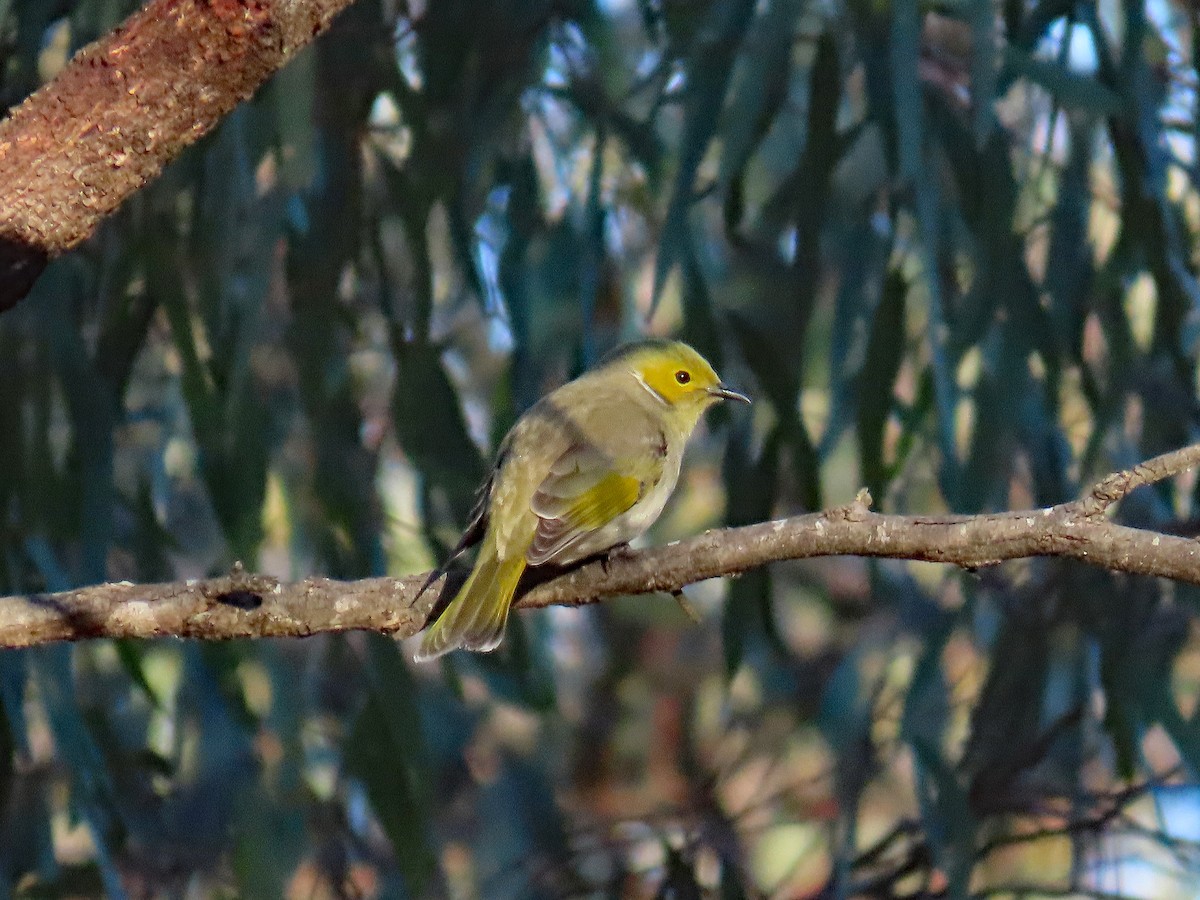 White-plumed Honeyeater - ML627949213