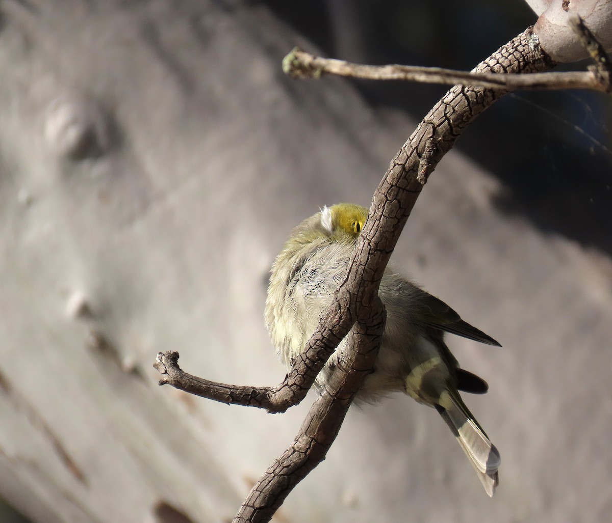 White-plumed Honeyeater - ML627949279