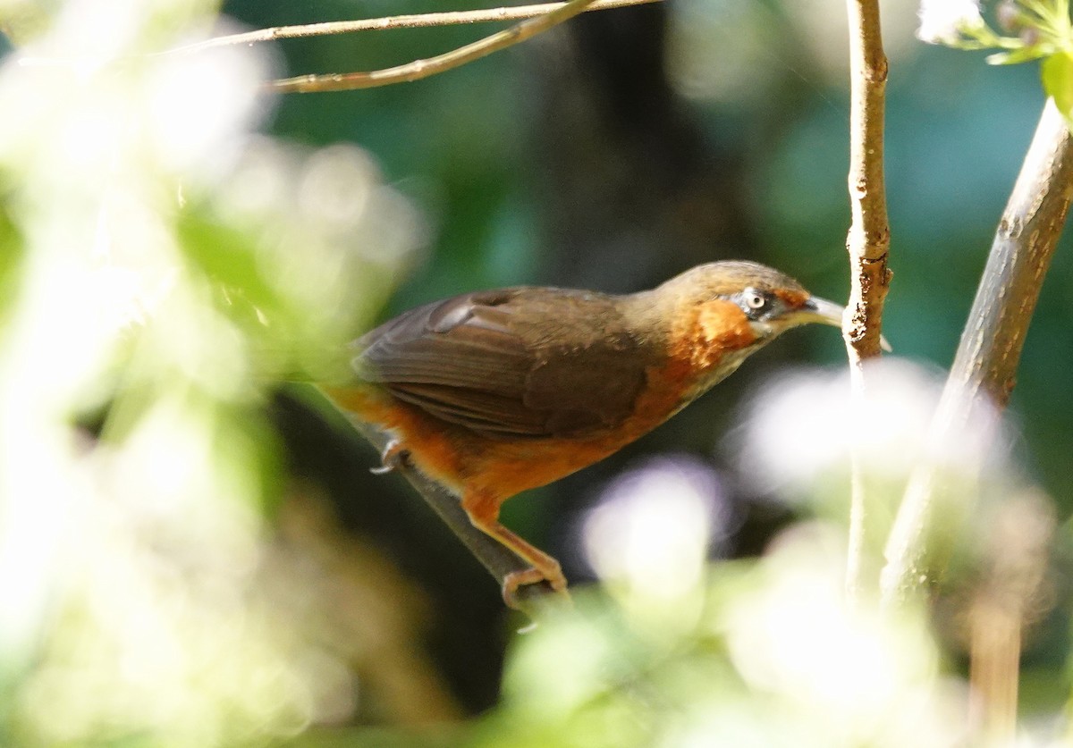 Rusty-cheeked Scimitar-Babbler - ML627949292