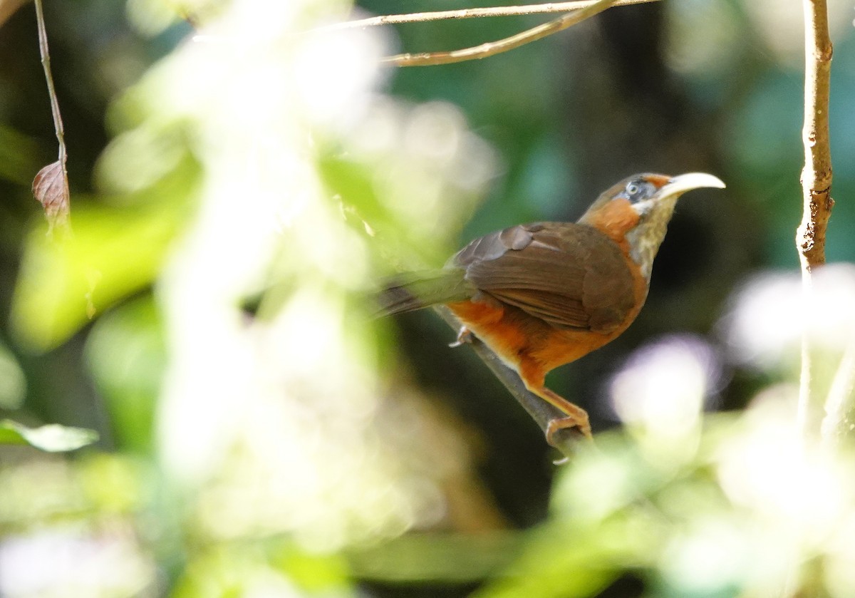 Rusty-cheeked Scimitar-Babbler - ML627949293