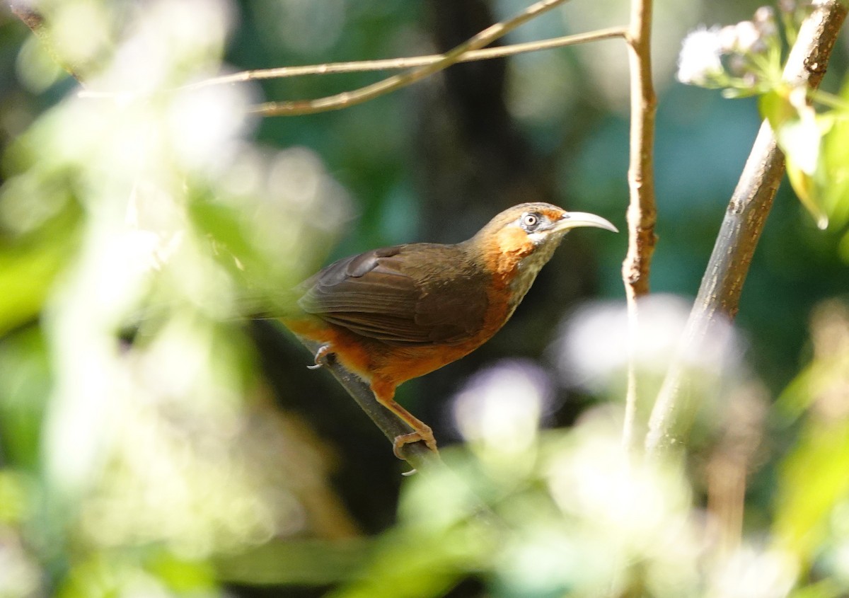 Rusty-cheeked Scimitar-Babbler - ML627949294