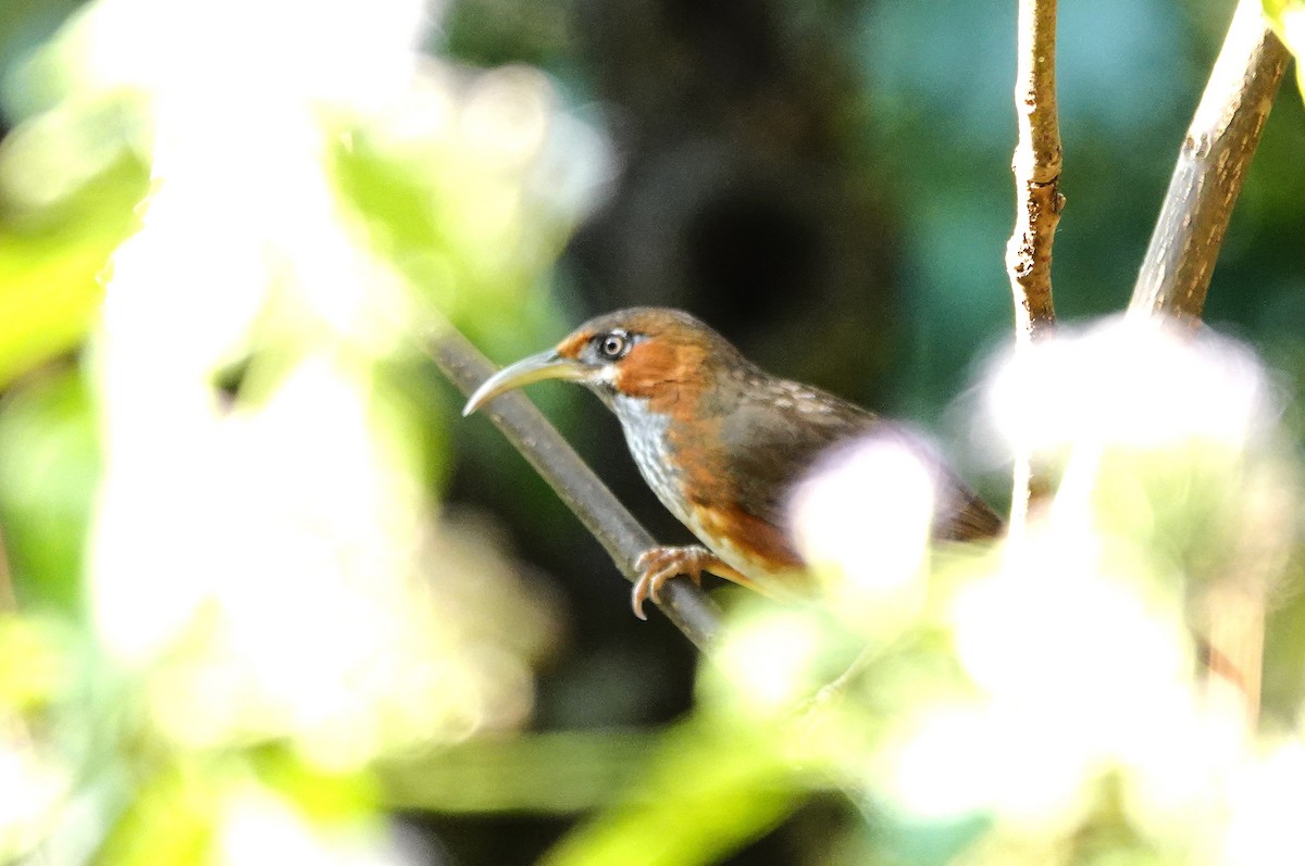 Rusty-cheeked Scimitar-Babbler - ML627949297