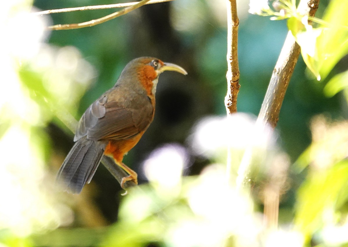 Rusty-cheeked Scimitar-Babbler - ML627949298