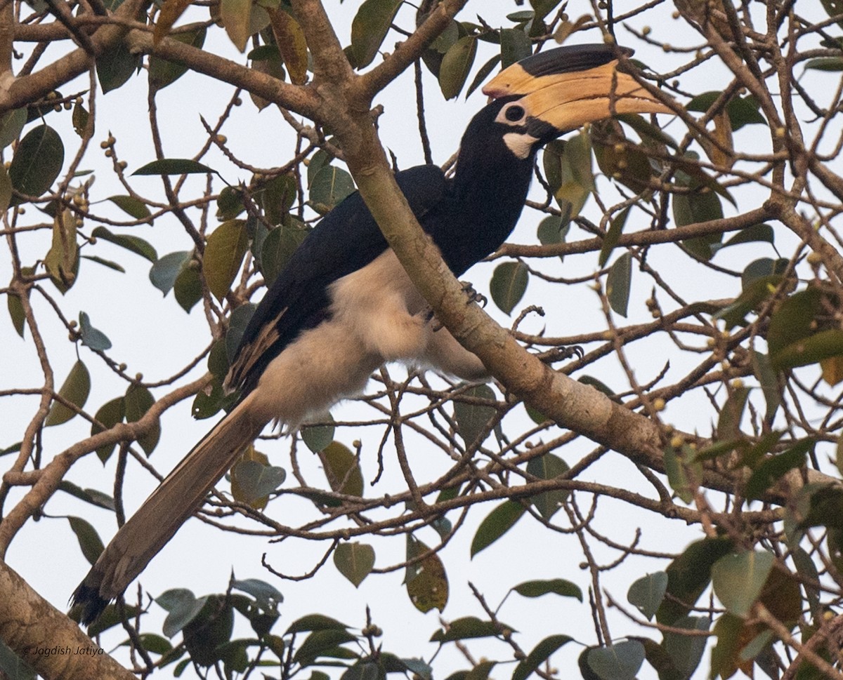 Malabar Pied-Hornbill - ML627949511