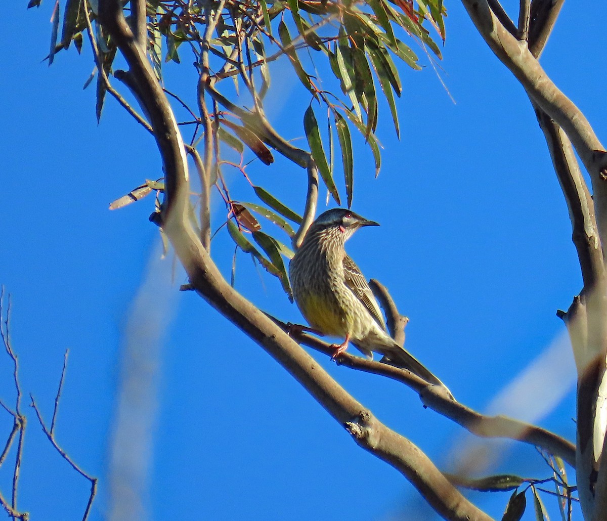 Red Wattlebird - ML627949547