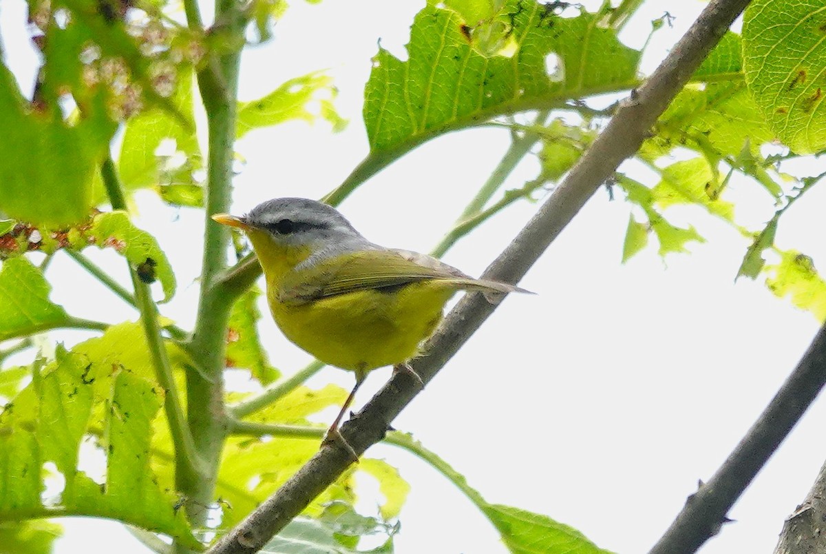 Gray-hooded Warbler - ML627949615