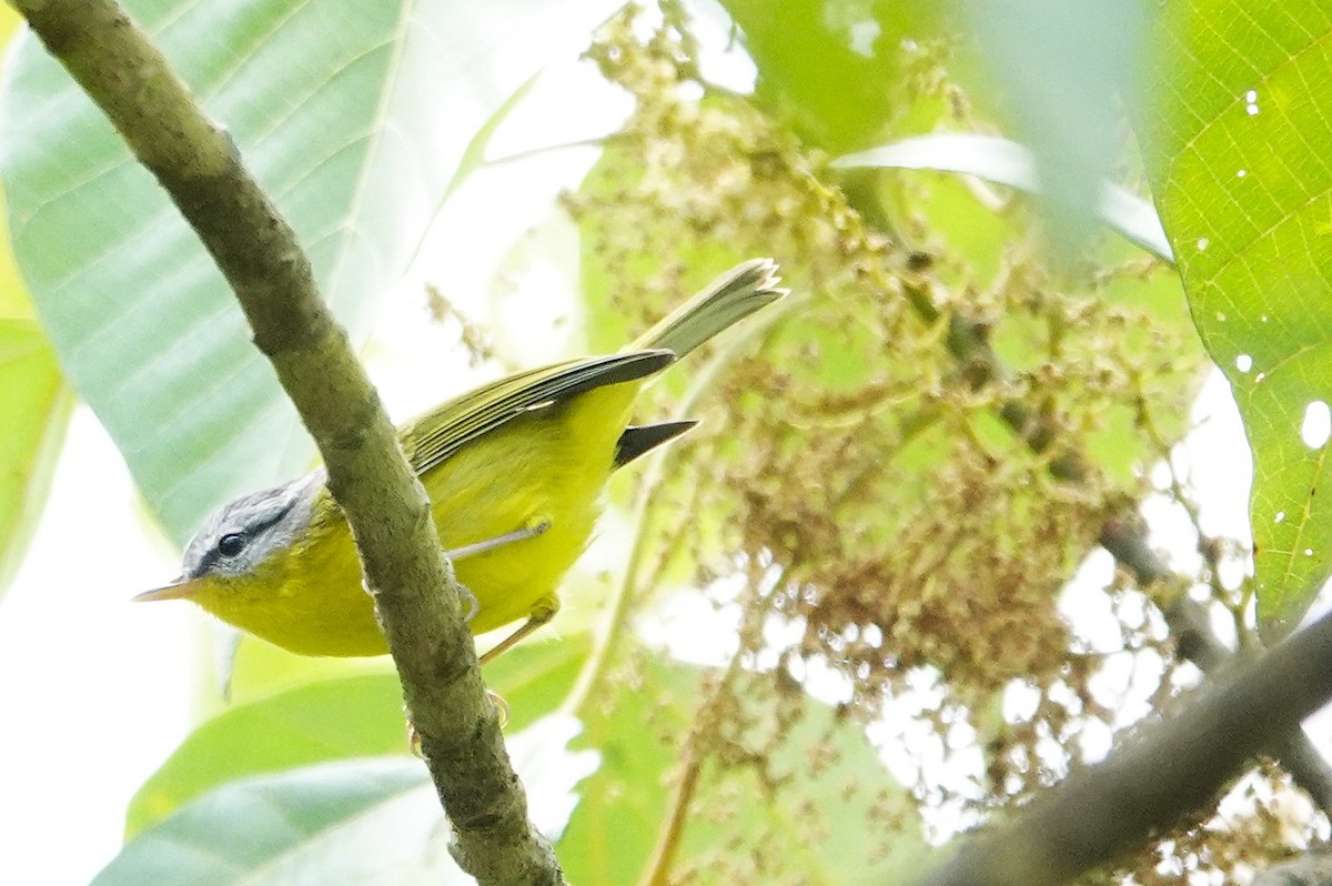 Gray-hooded Warbler - ML627949616