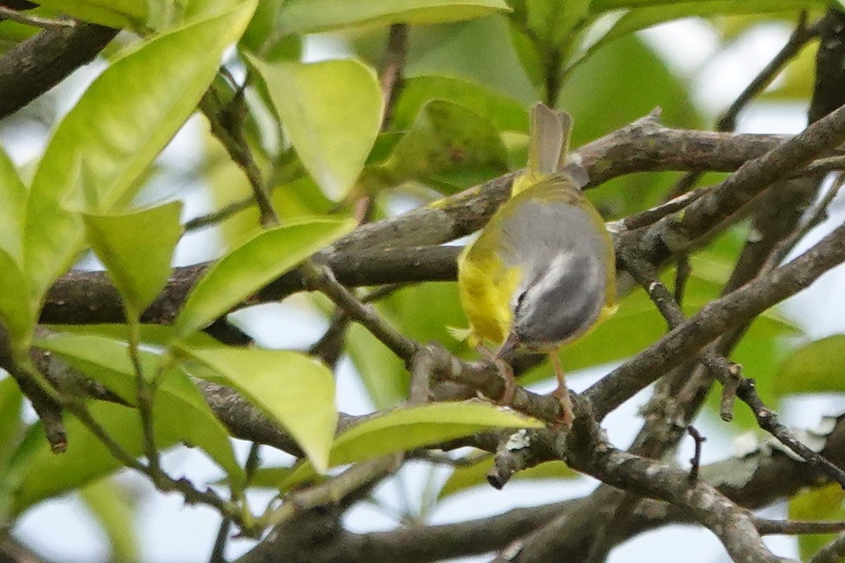 Gray-hooded Warbler - ML627949628