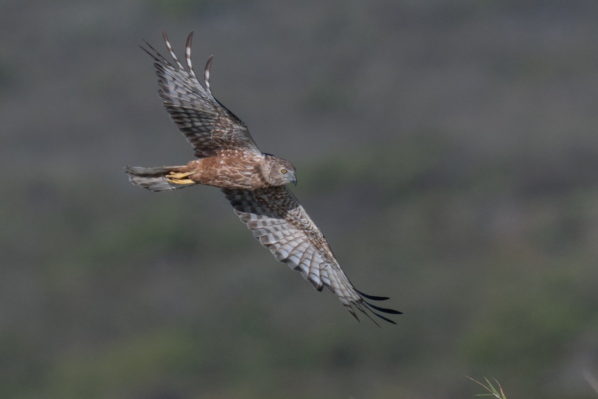 African Marsh Harrier - ML627949634