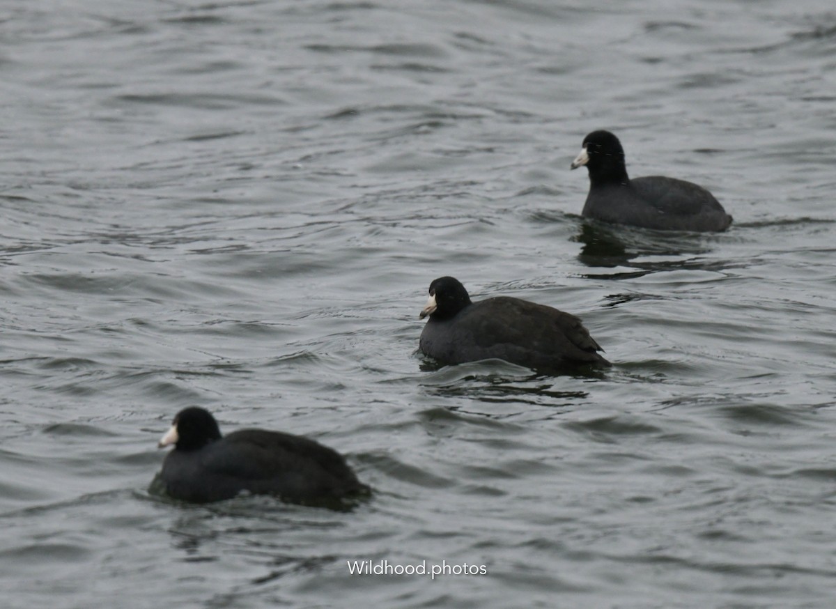 American Coot - ML627949642