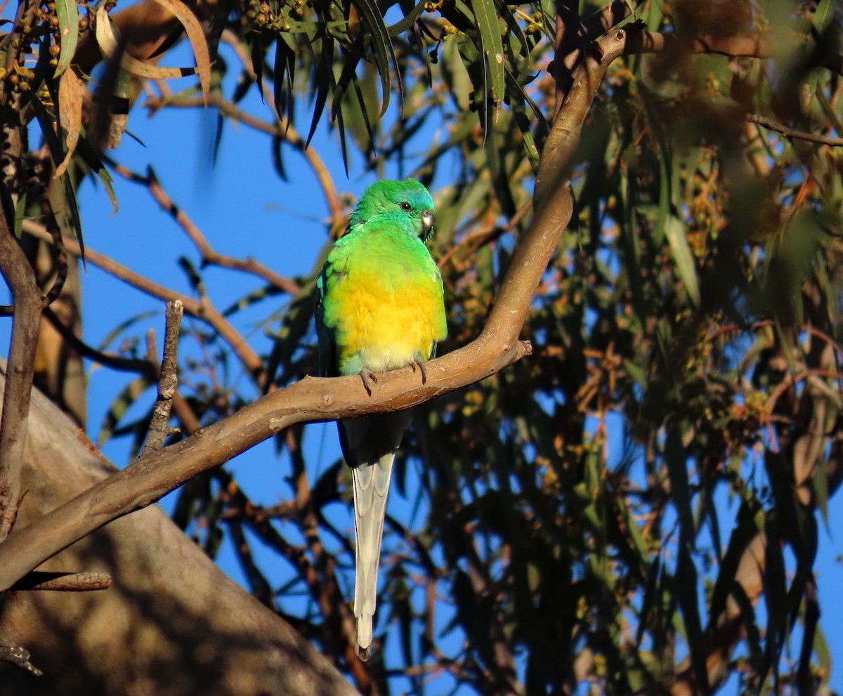 Red-rumped Parrot - ML627949654