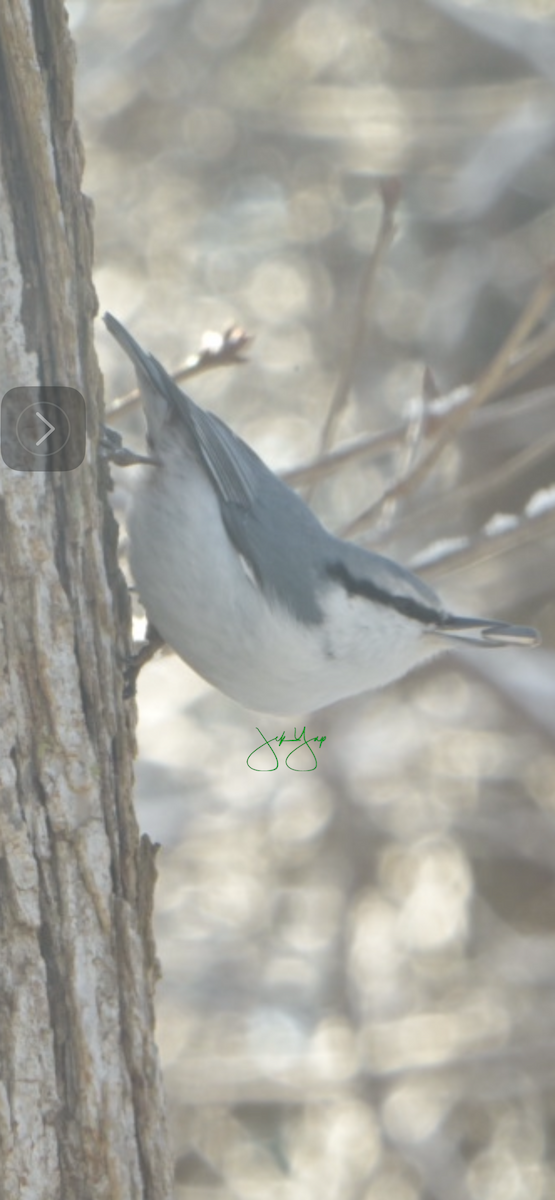 Eurasian Nuthatch (White-bellied) - ML627949737