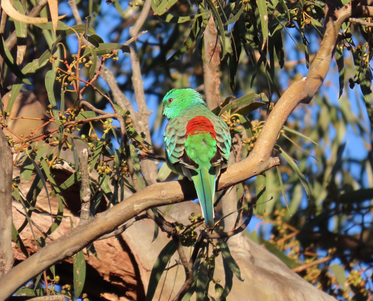 Red-rumped Parrot - ML627949778