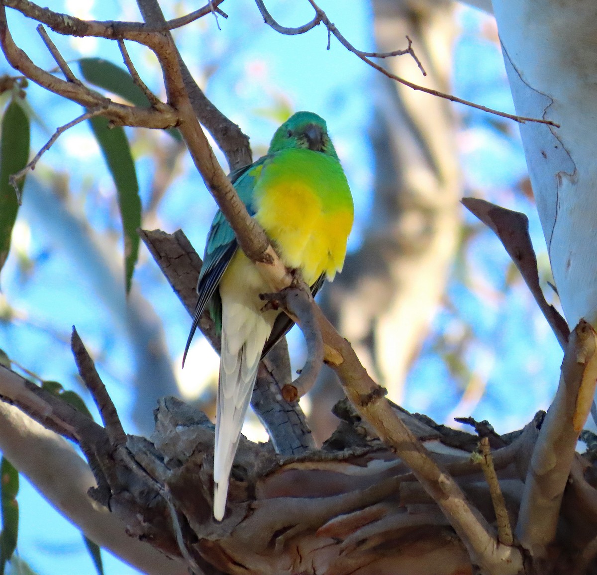 Red-rumped Parrot - ML627949792