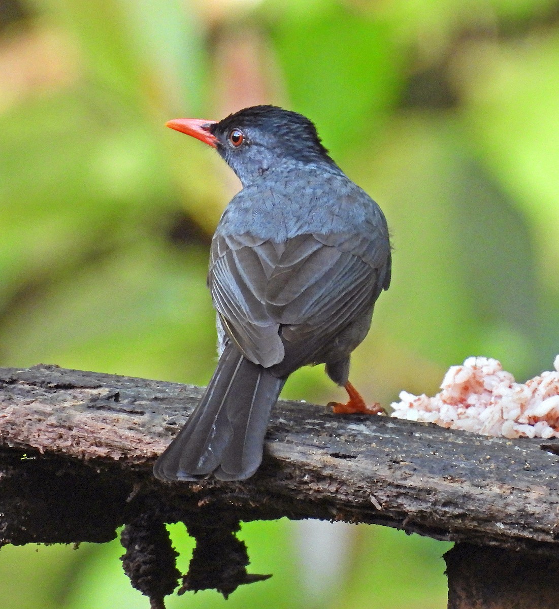 Square-tailed Bulbul (Sri Lanka) - ML627949815