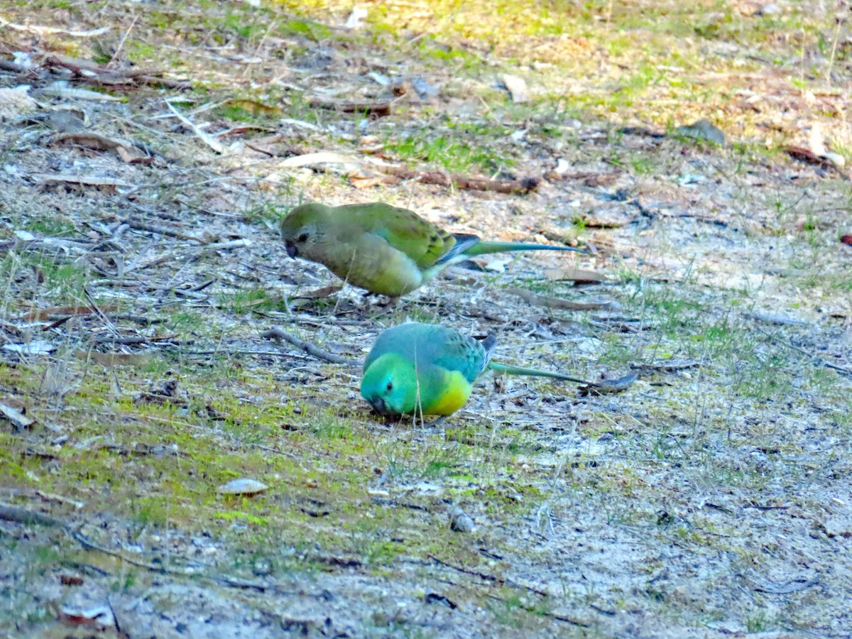 Red-rumped Parrot - ML627949845