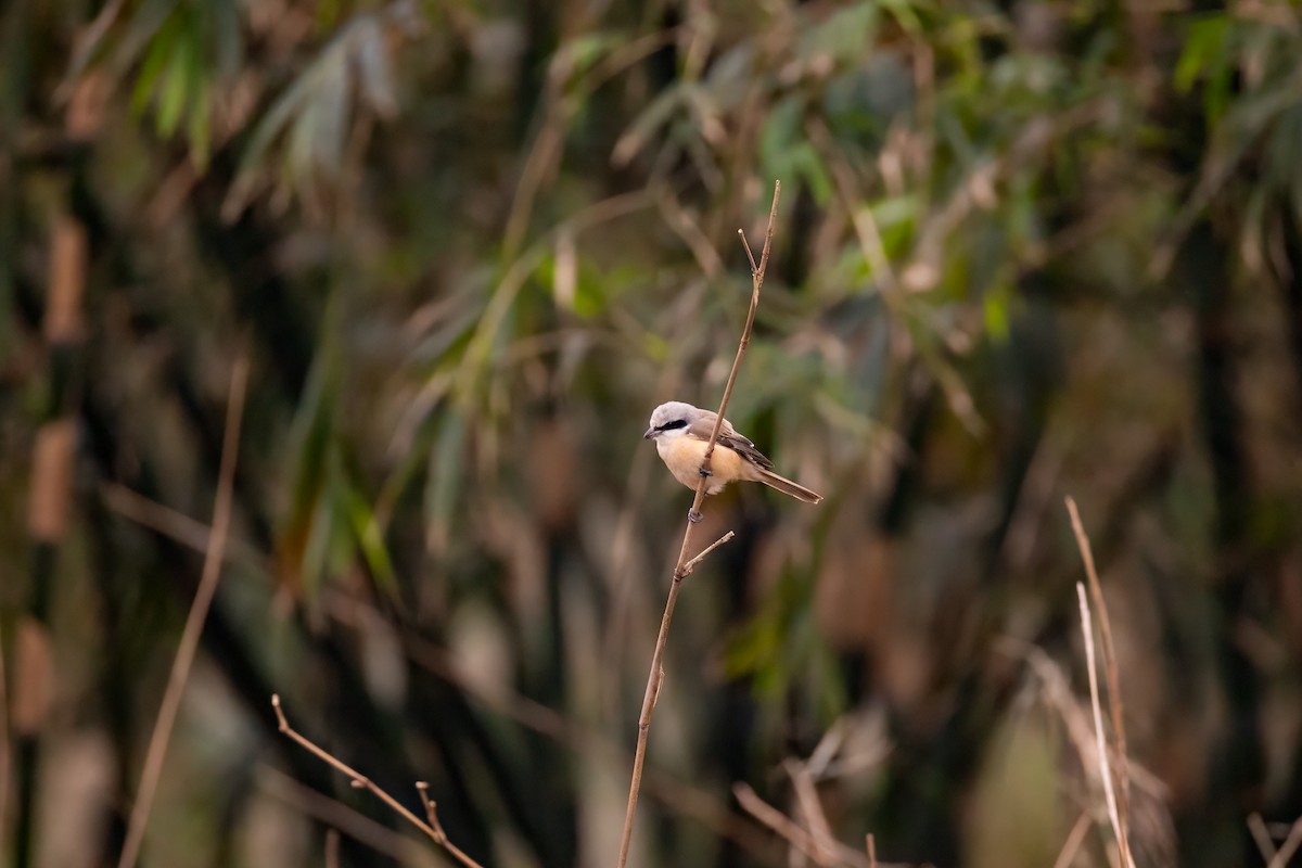 Brown Shrike - ML627949915