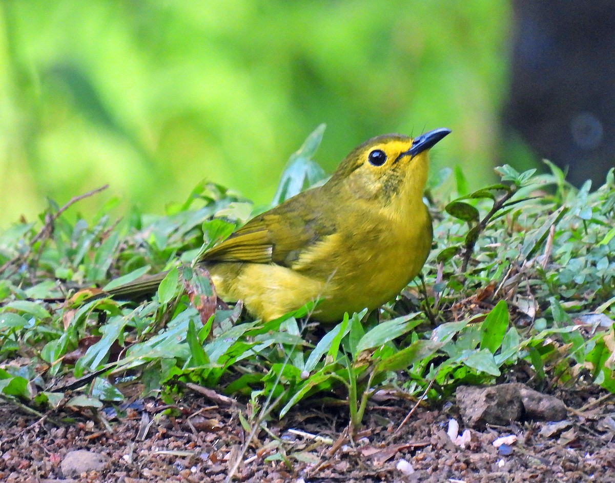 Yellow-browed Bulbul - ML627949931