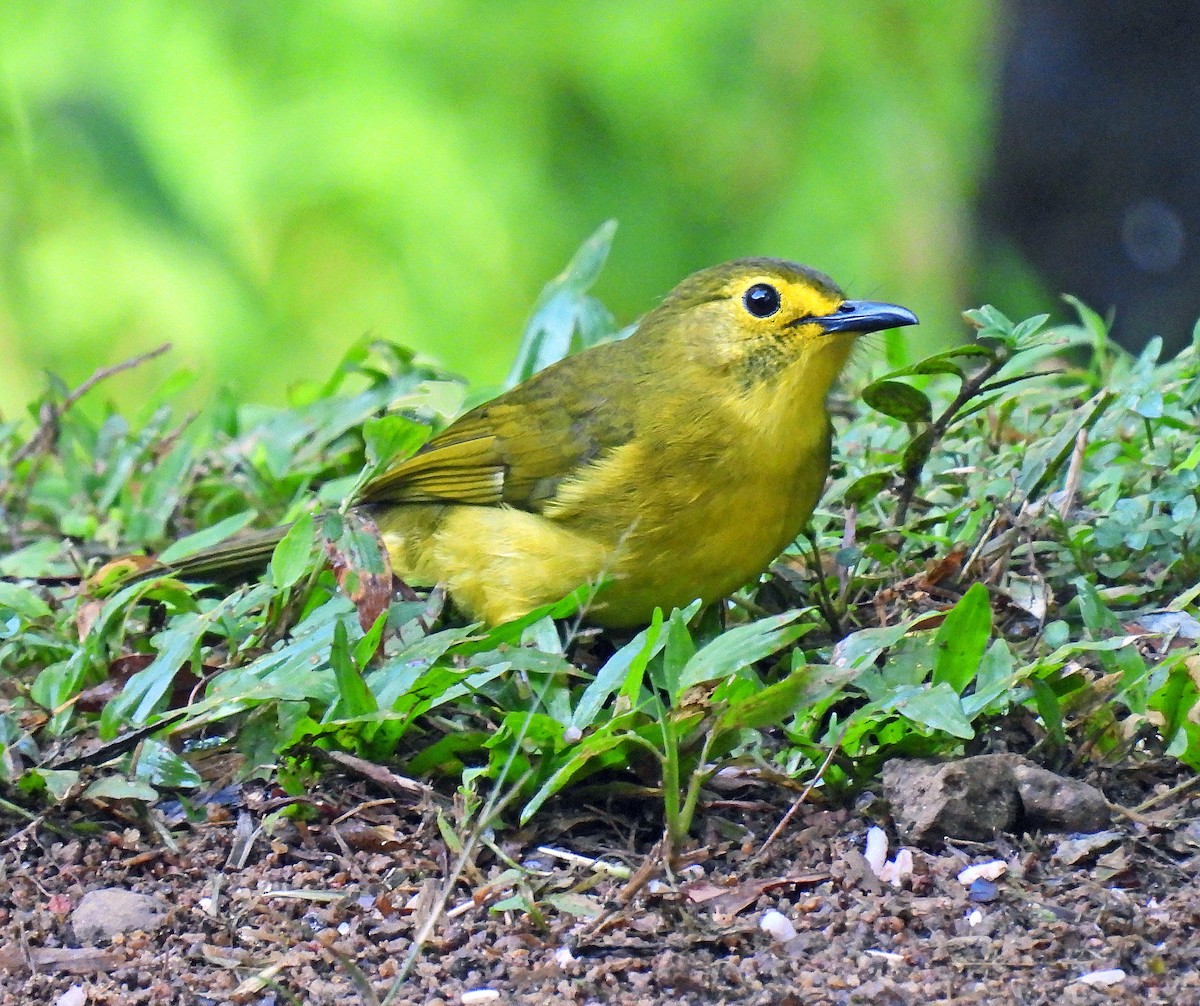 Yellow-browed Bulbul - ML627949932