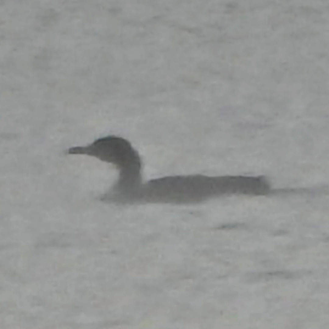 Common Loon - ML627949937