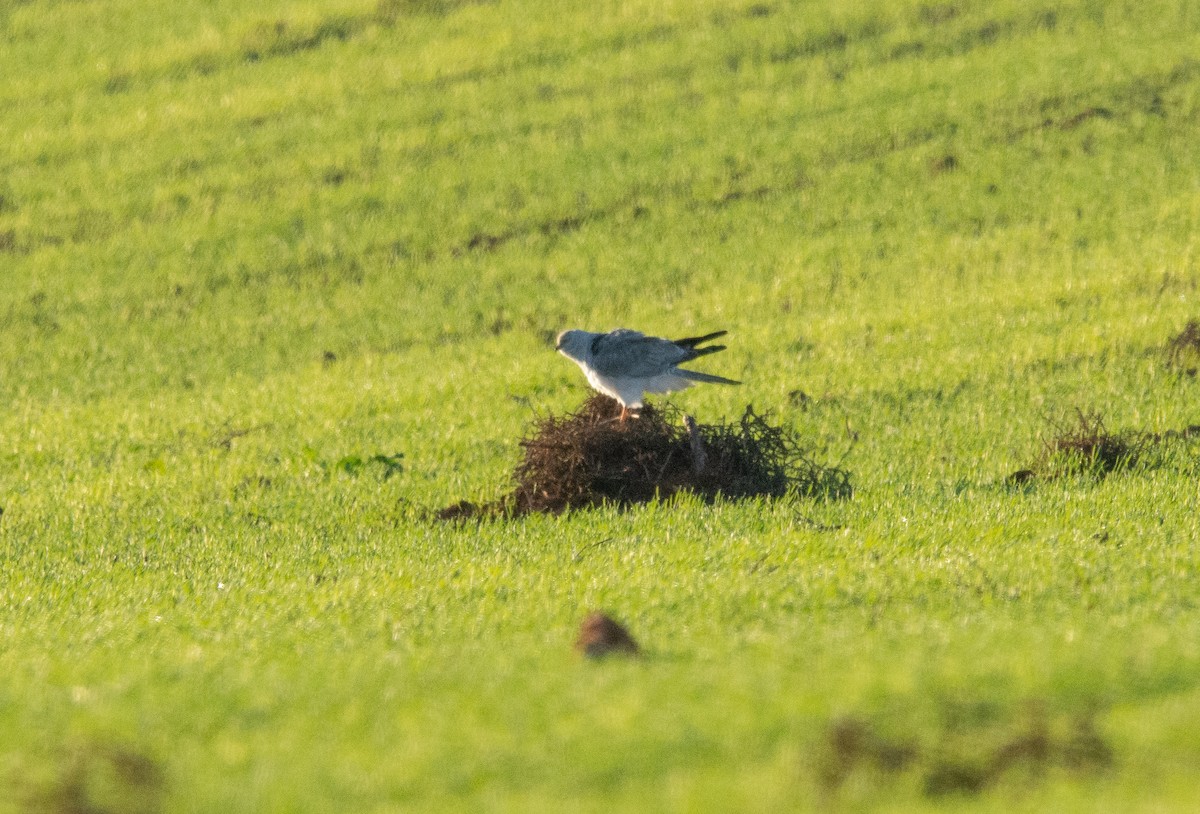 Pallid Harrier - ML627950006