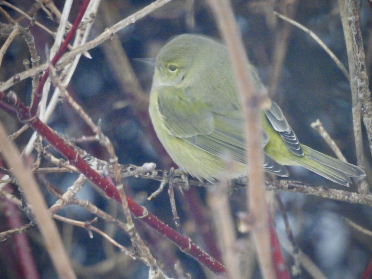 Orange-crowned Warbler - ML627950023