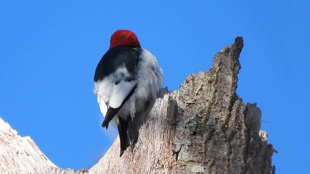 Red-headed Woodpecker - ML627950088