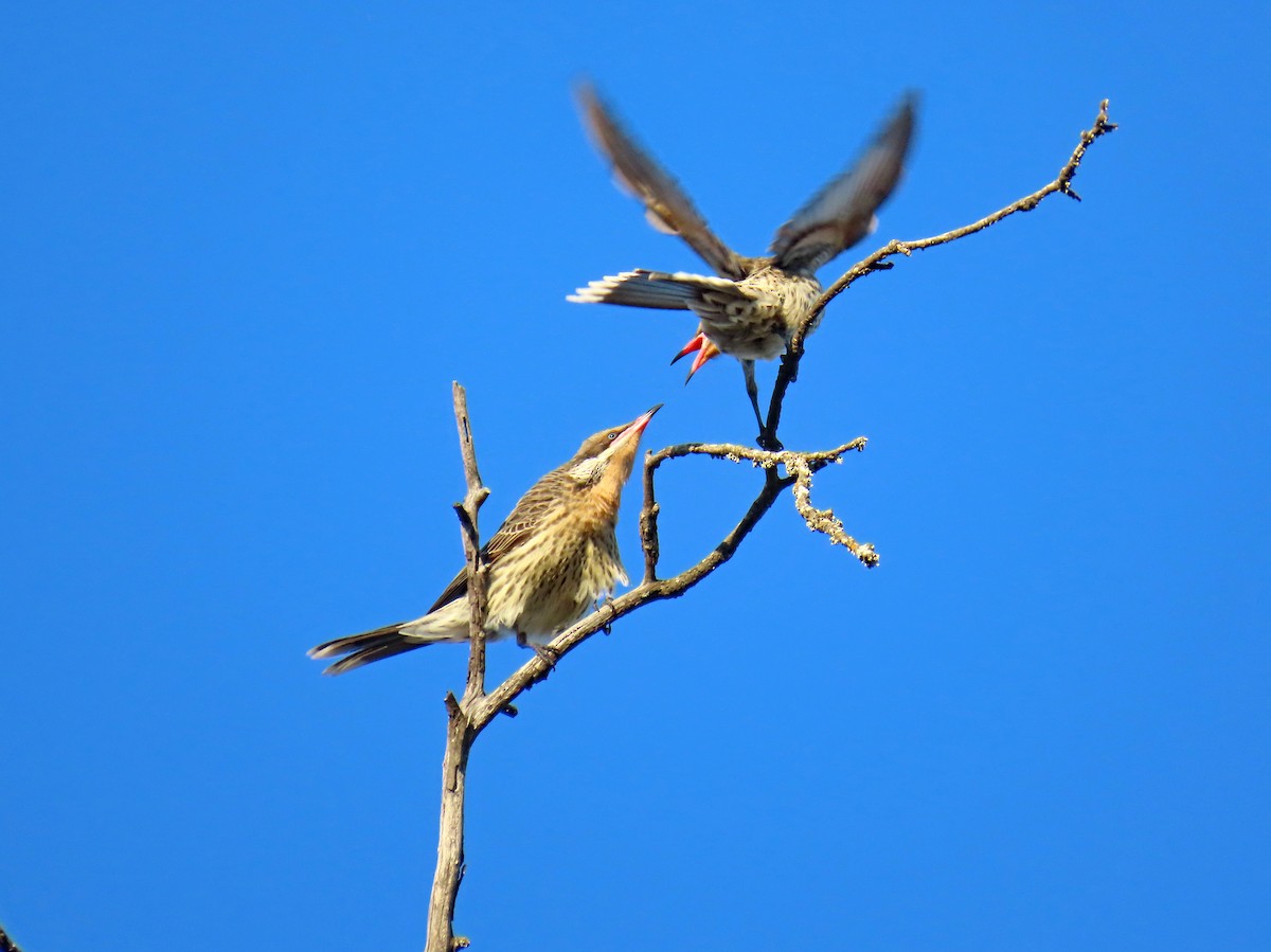 Spiny-cheeked Honeyeater - ML627950099