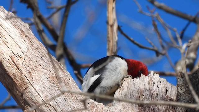 Red-headed Woodpecker - ML627950100