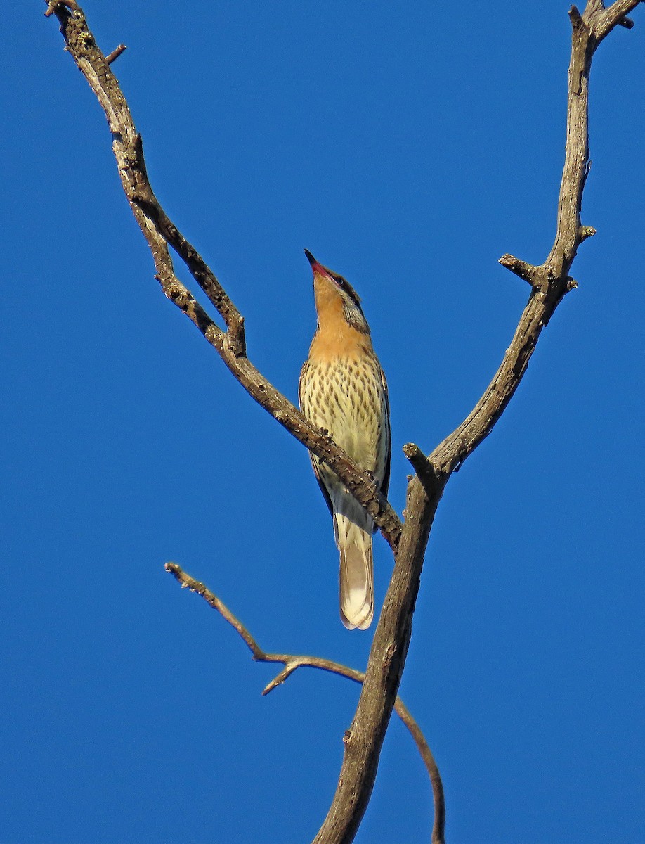 Spiny-cheeked Honeyeater - ML627950104