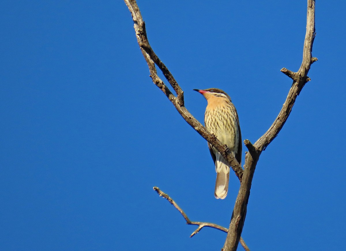 Spiny-cheeked Honeyeater - ML627950105