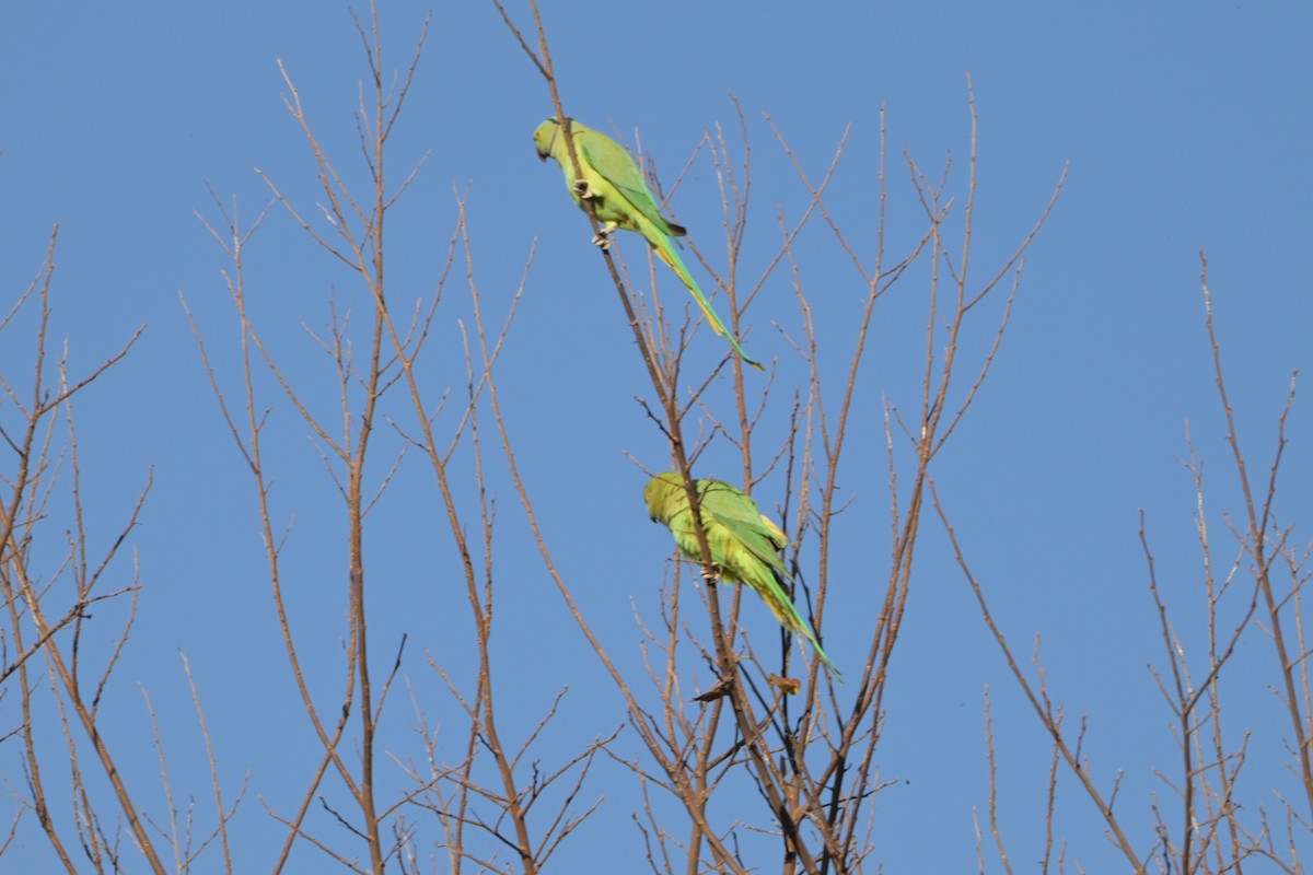 Rose-ringed Parakeet - ML627950135