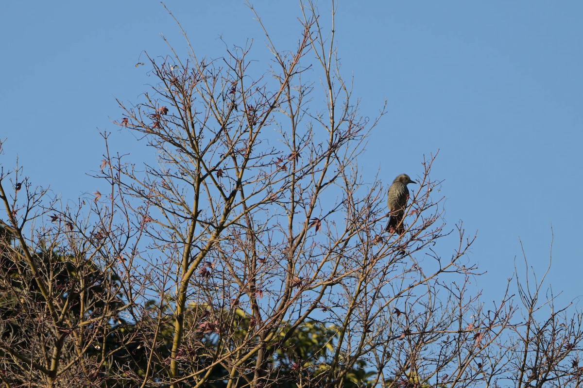 Brown-eared Bulbul - ML627950151